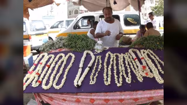 فلّ اليمن.. زراعة وبهجة ورزق