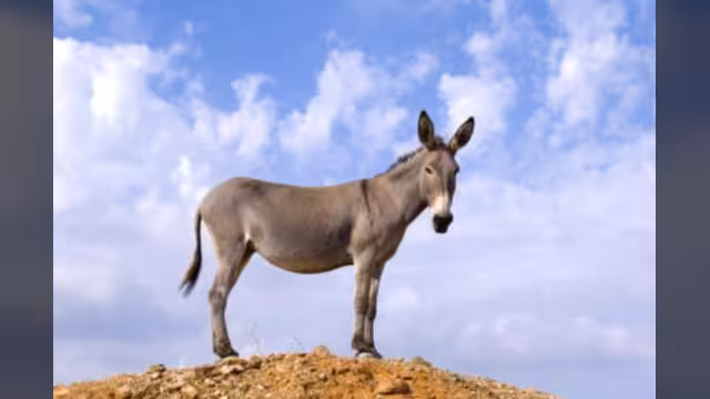 يمني يفقد جزء من بصره حزنا على حماره