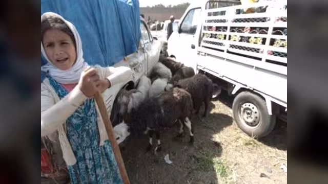 مواجهات صنعاء رفعت أسعار الأضاحي