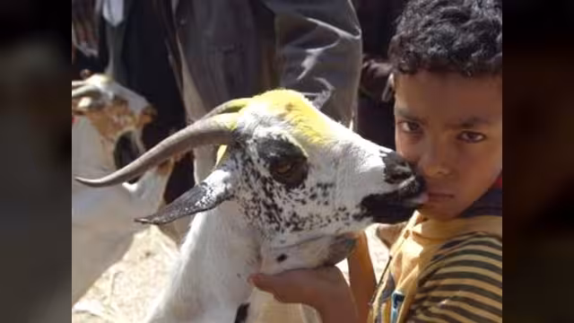 عيد اليمن: فرحة وغصّة