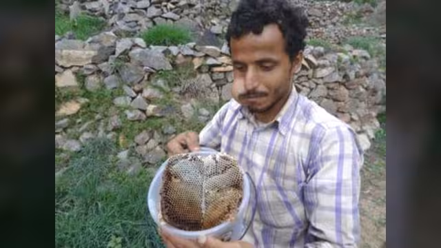 فؤاد الورد.. صديق النحل يصبر على تربيتها