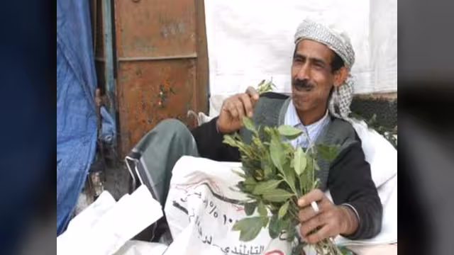 في الحرب اليمنية... لا تسلية غير القات