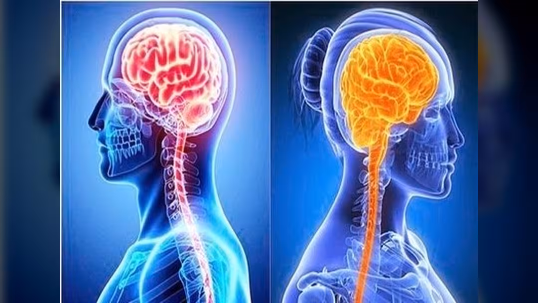 هذا ما توصلت إليه دراسه بشأن إختلاف مخ الرجل عن المرأة