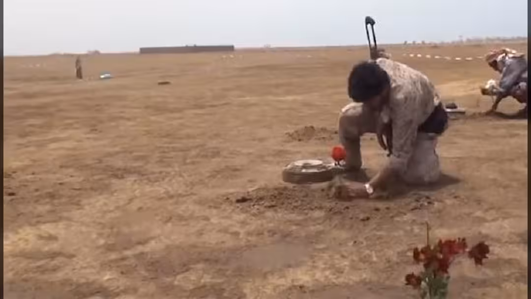 في اليمن .. تغرس الورد بعد نزع المتفجرات