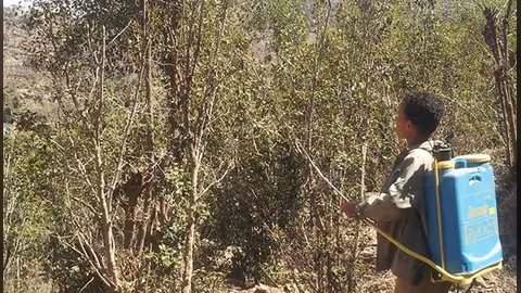 مبيدات قاتلة.. أطفال اليمن يتنفسون الموت في مزارع القات