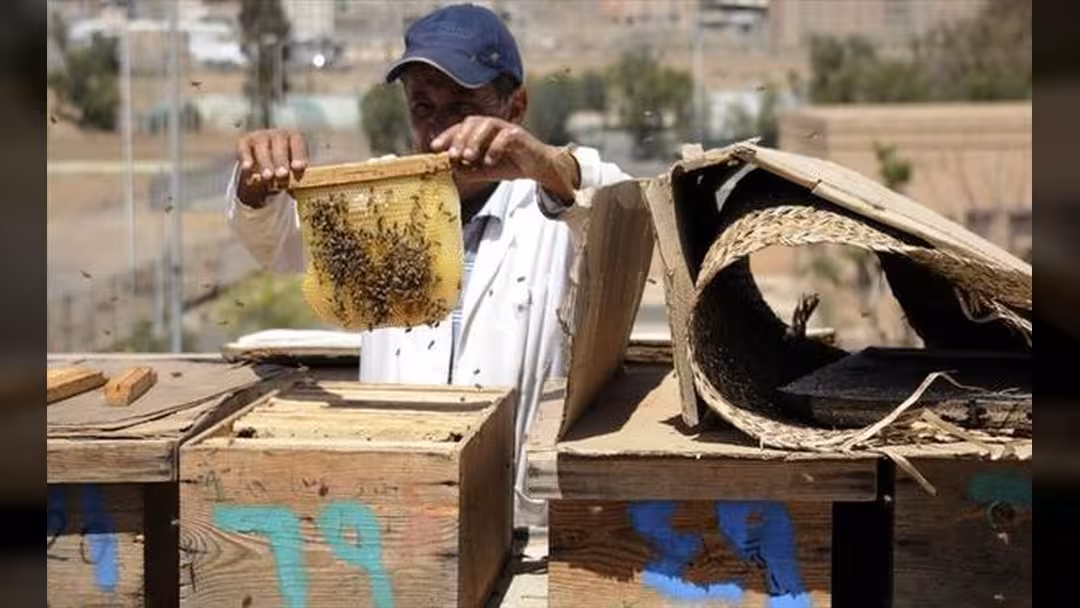 "الحرب" و"الجفاف" يلسعان النحل في اليمن