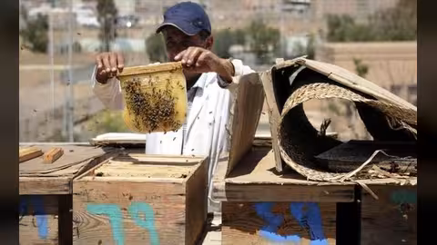 "الحرب" و"الجفاف" يلسعان النحل في اليمن