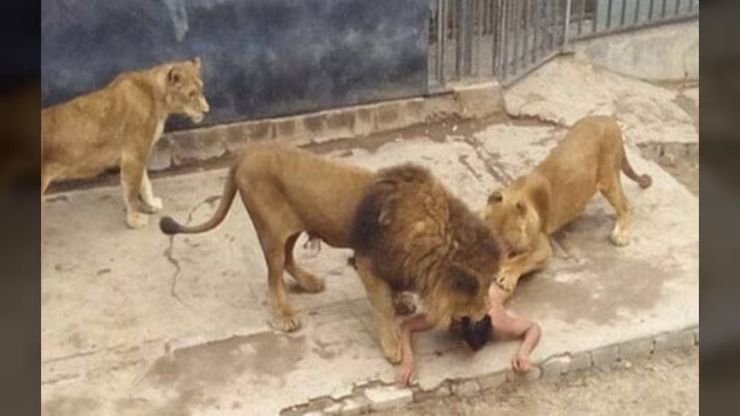 شاب يحاول الانتحار بإلقاء نفسه في حديقة أسود.. وخرج حياً