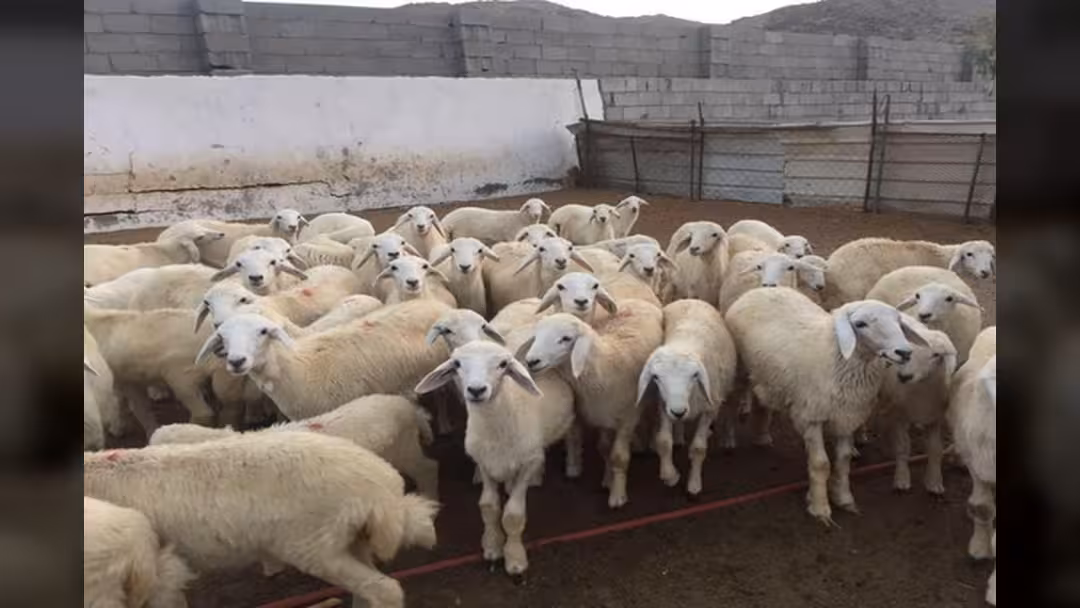 أضحية العيد حلم بعيد المنال في اليمن