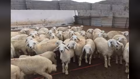 أضحية العيد حلم بعيد المنال في اليمن