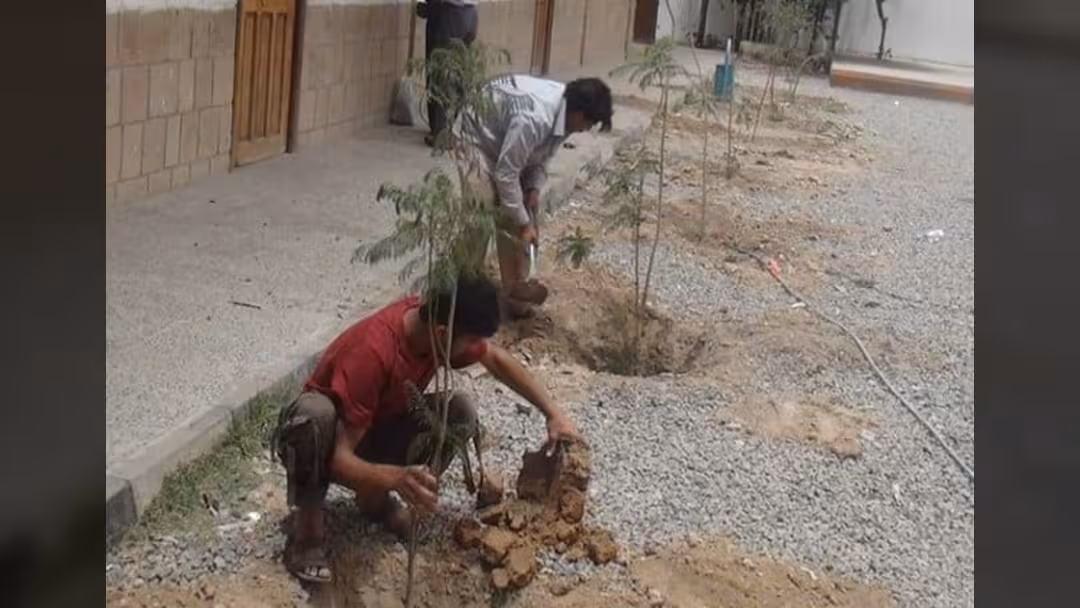 صنعاء.. دعوات للمبادرة في غرس الأشجار خلال موسم الأمطار الحالي