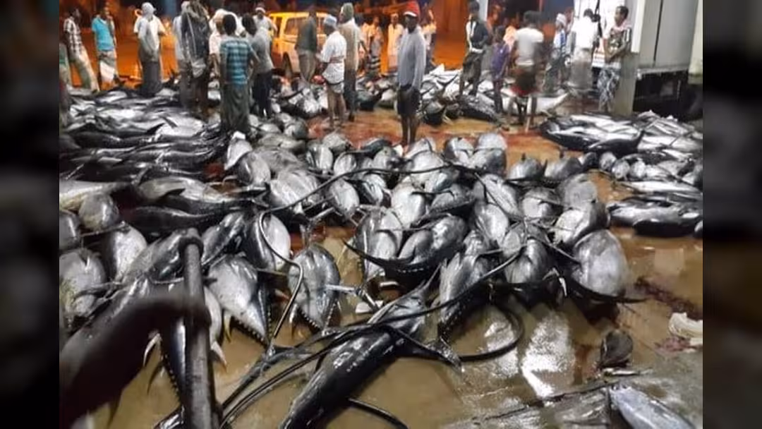 مليار و39 مليون ريال قيمة صادرات البصل والأسماك لشهر فبراير