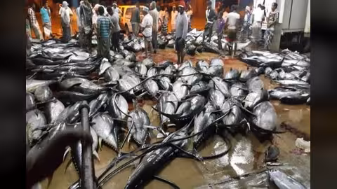 مليار و39 مليون ريال قيمة صادرات البصل والأسماك لشهر فبراير