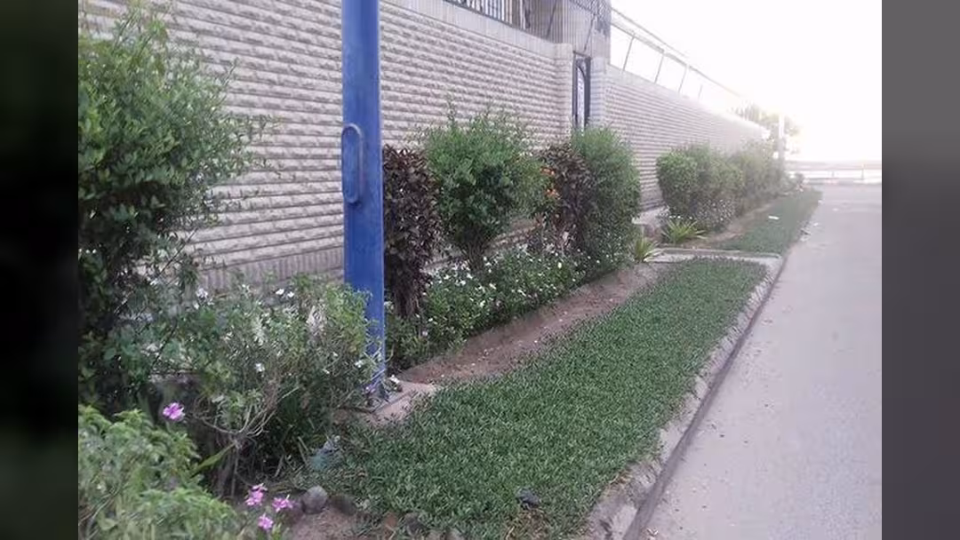 سفراء الاخضرار يبدأون تشجير عدد من شوارع عدن