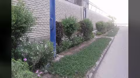 سفراء الاخضرار يبدأون تشجير عدد من شوارع عدن