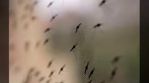 7 أسئلة مهمة حول الملاريا