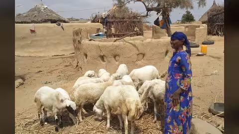 الفاو والبنك الدولي ينفذان مشروعا ليمنيين يعانون انعدام الأمن الغذائي