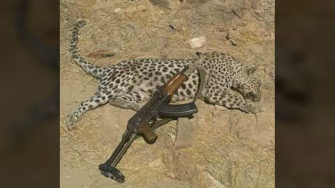 حادثة جديدة في الضالع: قتل نمر عربي نادر مهدد بالانقراض