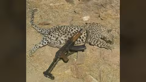 حادثة جديدة في الضالع: قتل نمر عربي نادر مهدد بالانقراض