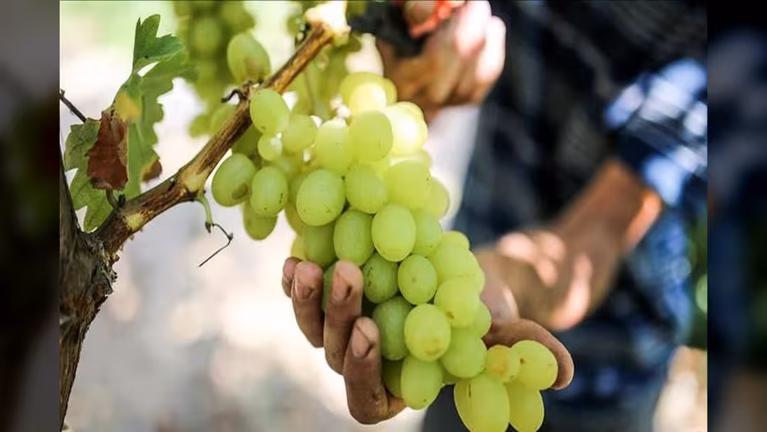 دراسة ألمانية: مركب طبيعي في العنب يحارب سرطان البنكرياس