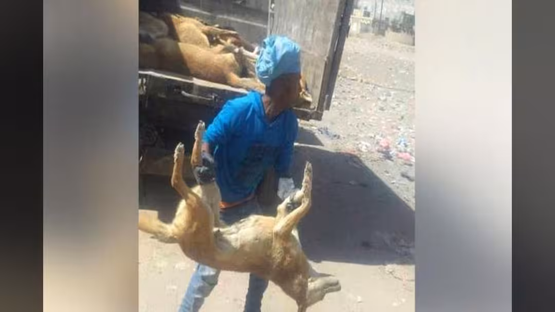حملة للقضاء على الكلاب الضالة في صنعاء