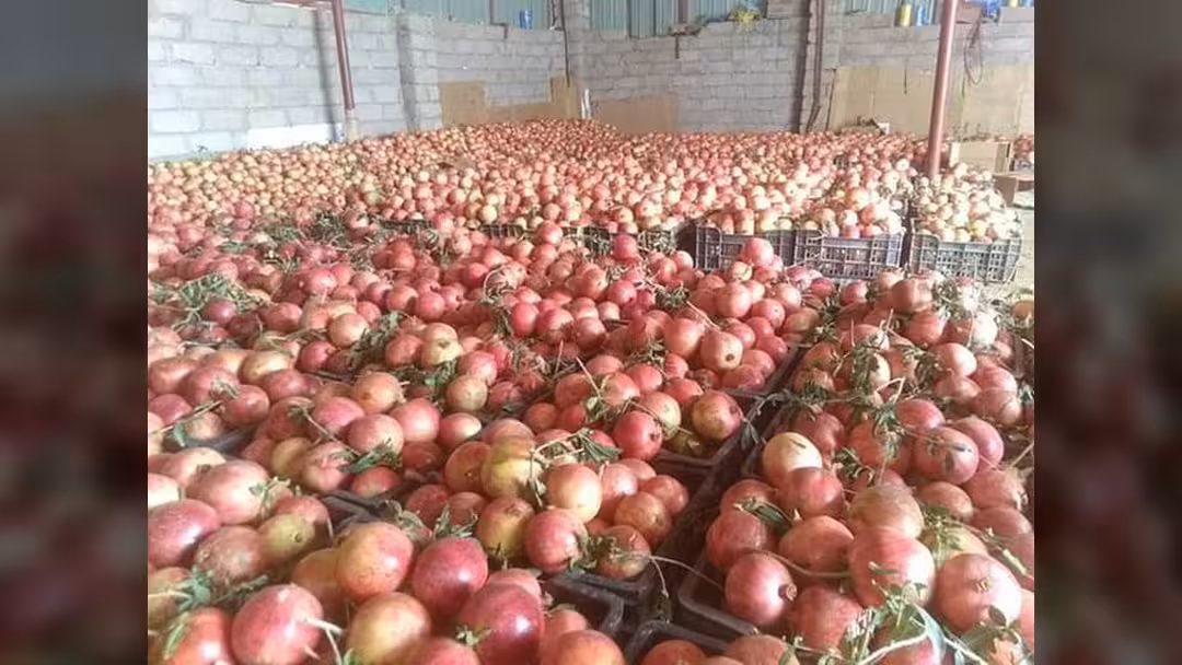 السعودية تعلن رفع الحظر المؤقت عن استيراد الرمان من اليمن