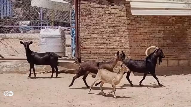 حيوانات مهددة في اليمن من النمر إلى الوعل: الحرب والإهمال وعدوانية الإنسان