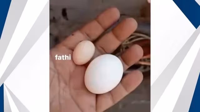 على وقع حرب إيران إسرائيل: ديك يبيض في اليمن (شاهد فيديو)