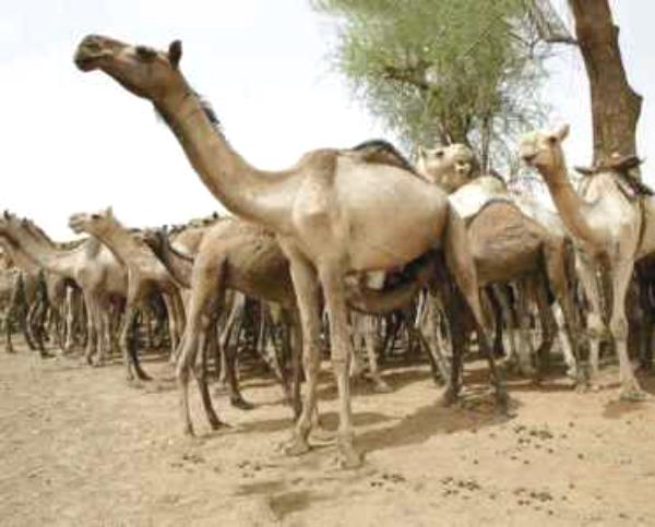 طي نزاع قبلي "يمني - سعودي" بسبب 9 جمال  (تفاصيل)