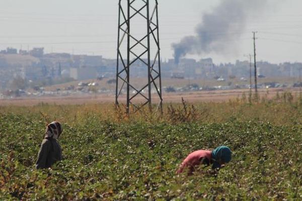 استئناف العمل في مصنع أبين للقطن اليمني