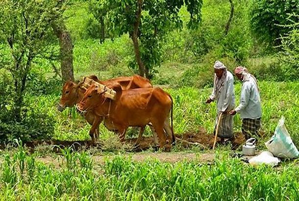 توزيع 200 طن من الاعلاف المركزة للمزارعين في لحج وأبين