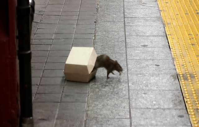 NEW YORK, NY - JULY 4: A rat climbs out of a box with food in it ولاية نيويورك الأمريكية تعلن الحرب على الجرذانat on the platform at the Herald Square subway station in New York City on July 4 2017. (Photo by Gary Hershorn/Getty Images) ولاية نيويورك الأمريكية تعلن الحرب على الجرذان
