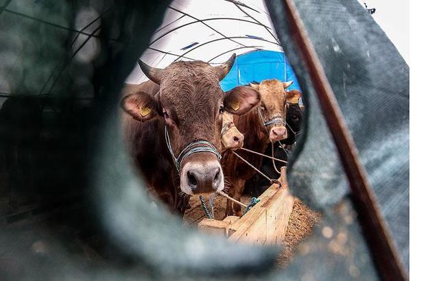 نيوزلندا تعتزم إتلاف 4 آلاف رأس من البقر
