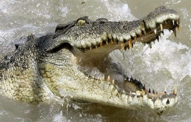 العثور على بقايا عجوز في بطن تمساح