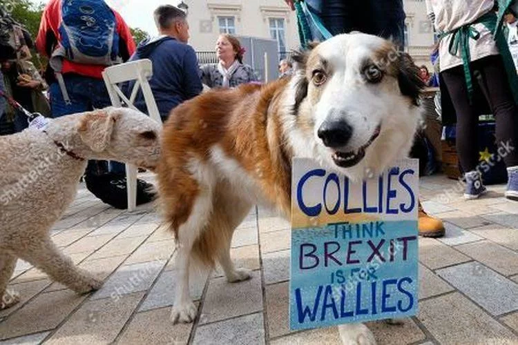 مسيرة كلاب في لندن تطالب بريطانيا البقاء في الاتحاد الأوروبي
