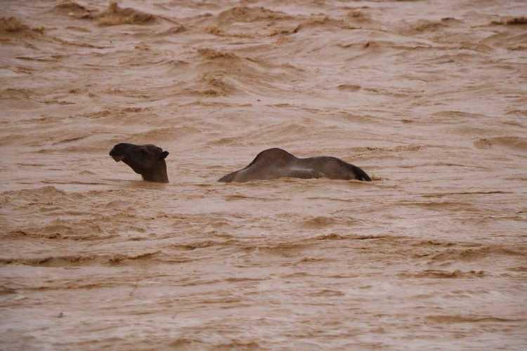 سيول جراء عاصفة لبان في المهرة