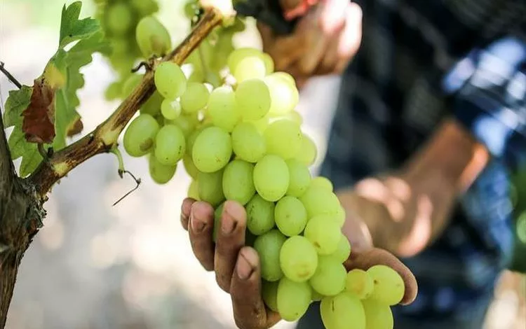 مركب طبيعي في العنب يحارب سرطان البنكرياس