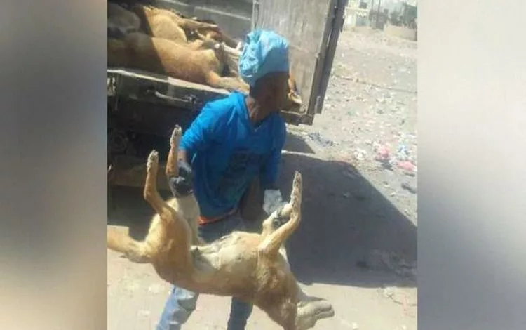 حملة للقضاء على الكلاب الضالة في صنعاء
