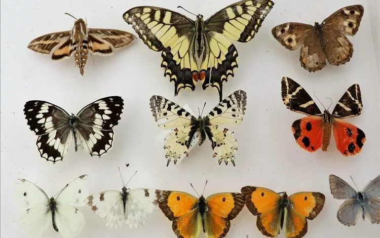 انخفاض أعداد الحشرات يهدد العالم بكارثة