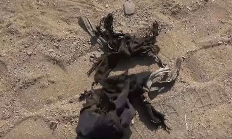 ألغام الحوثي تواصل حصد أرواح المدنيين في تعز والحديدة